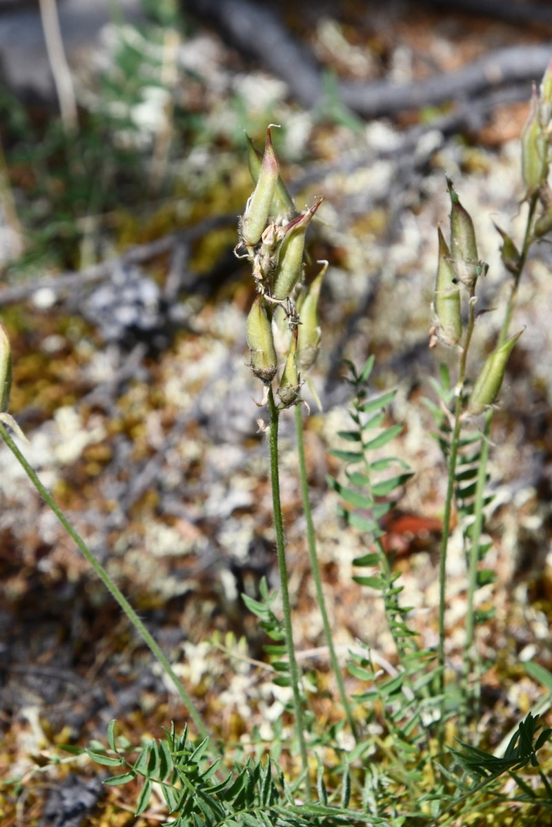 Oxytropis czekanowskii