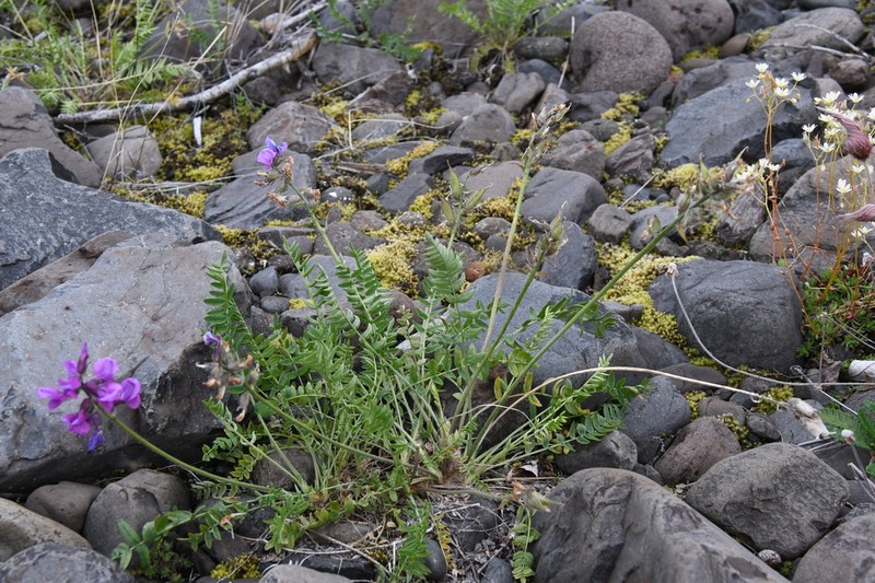 Oxytropis czekanowskii photo 2