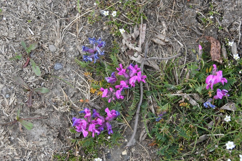 Oxytropis czekanowskii photo 3