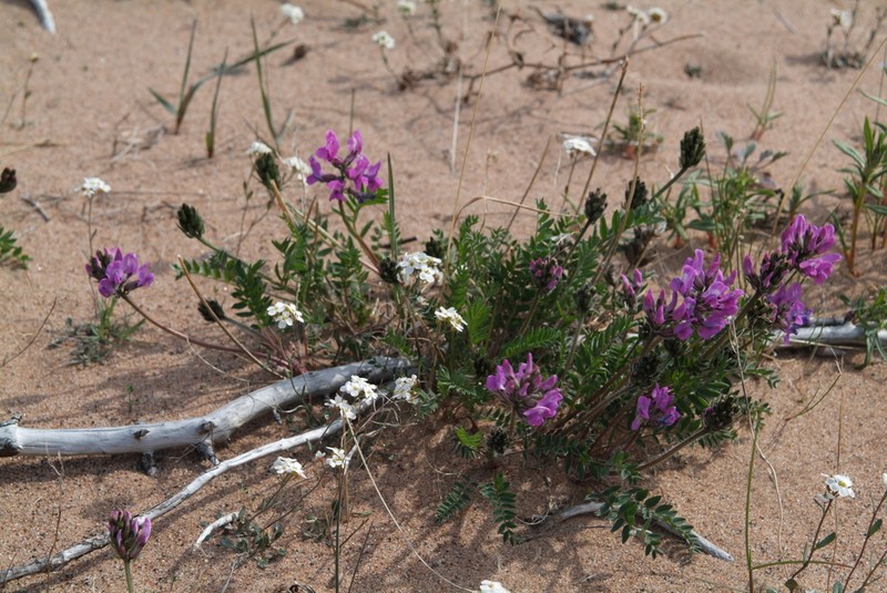 Oxytropis czekanowskii photo 4