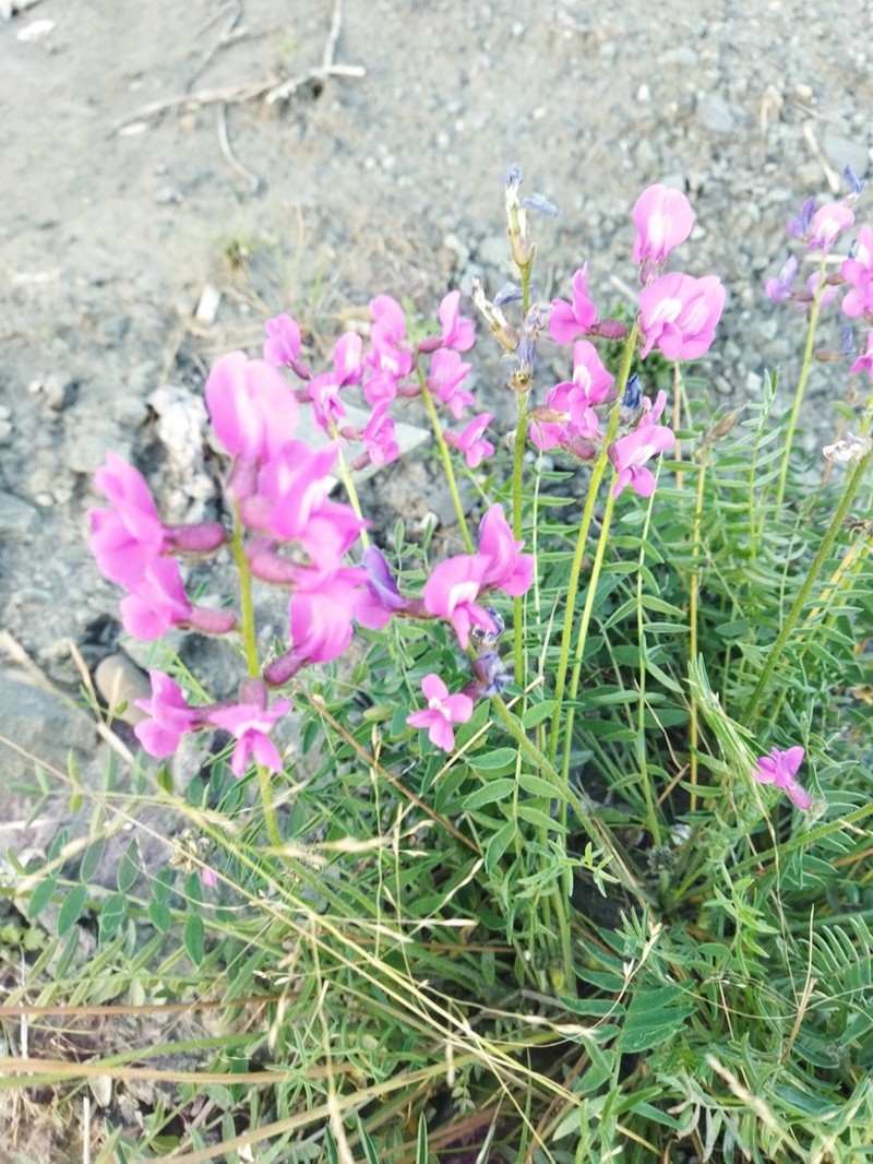 Oxytropis czekanowskii photo 5