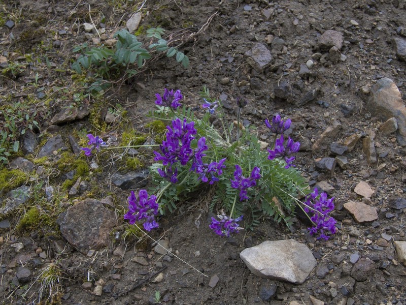 Oxytropis czekanowskii photo 6