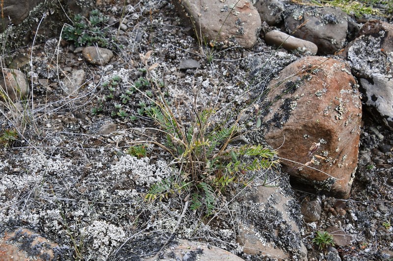 Oxytropis czekanowskii photo 7