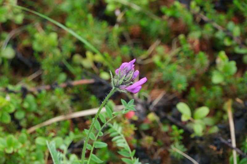 Oxytropis czekanowskii photo 8