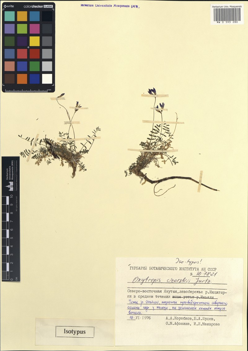 Oxytropis czerskii photo 2