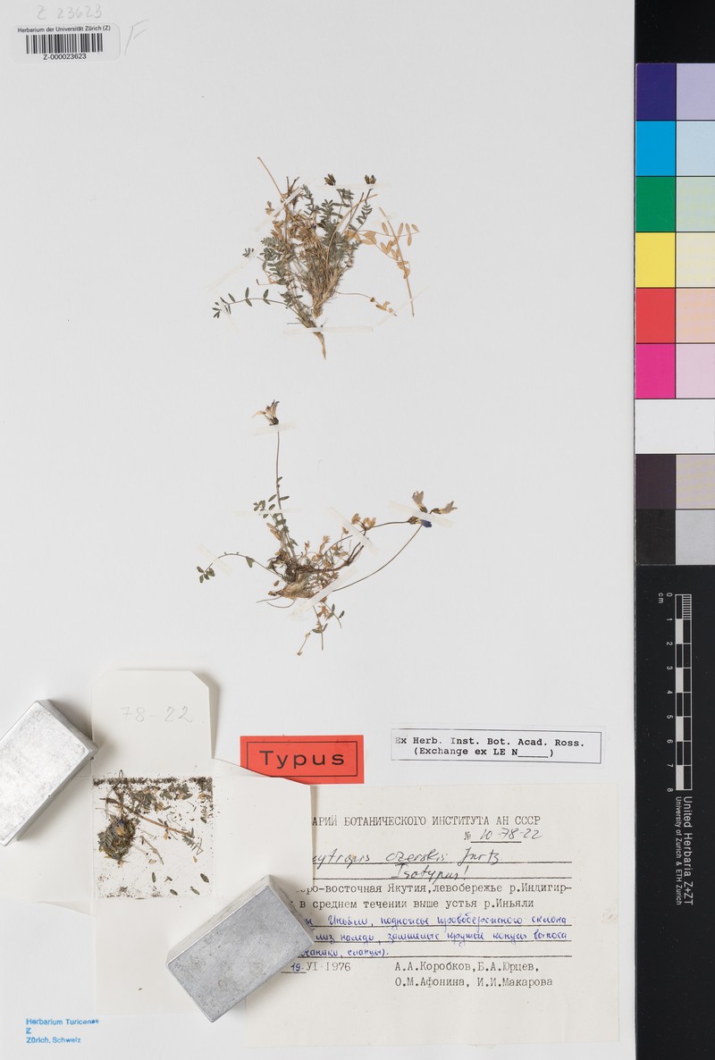 Oxytropis czerskii photo 3