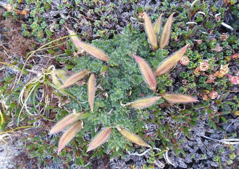 Chukotka Locoweed