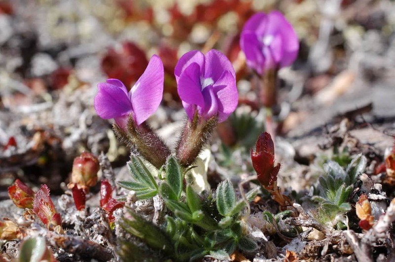 Chukotka Locoweed photo 2