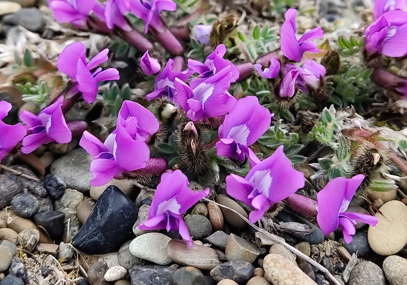 Chukotka Locoweed photo 3