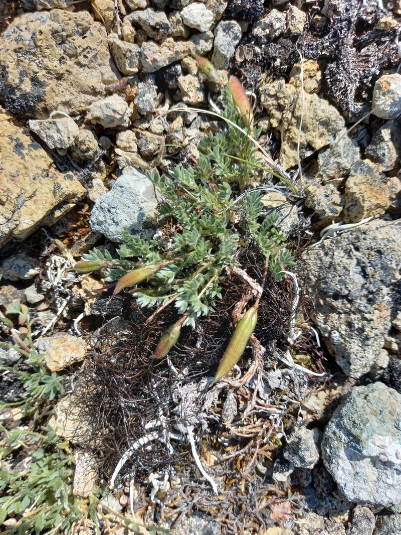 Chukotka Locoweed photo 4