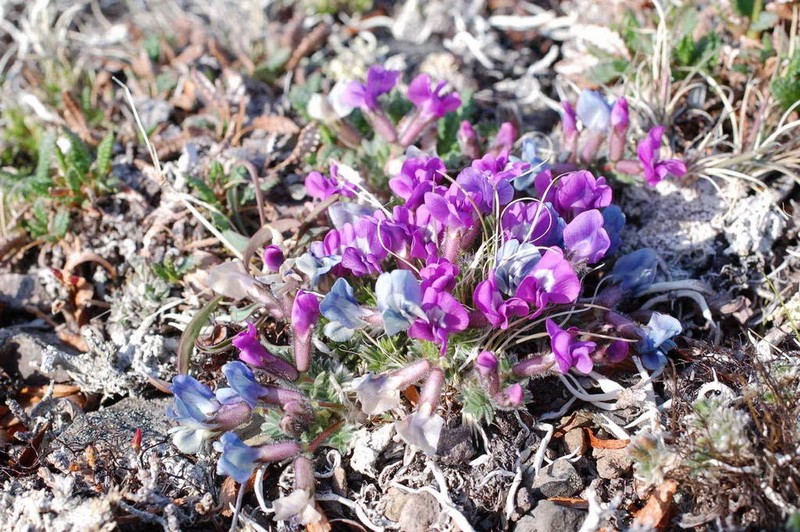 Chukotka Locoweed photo 5