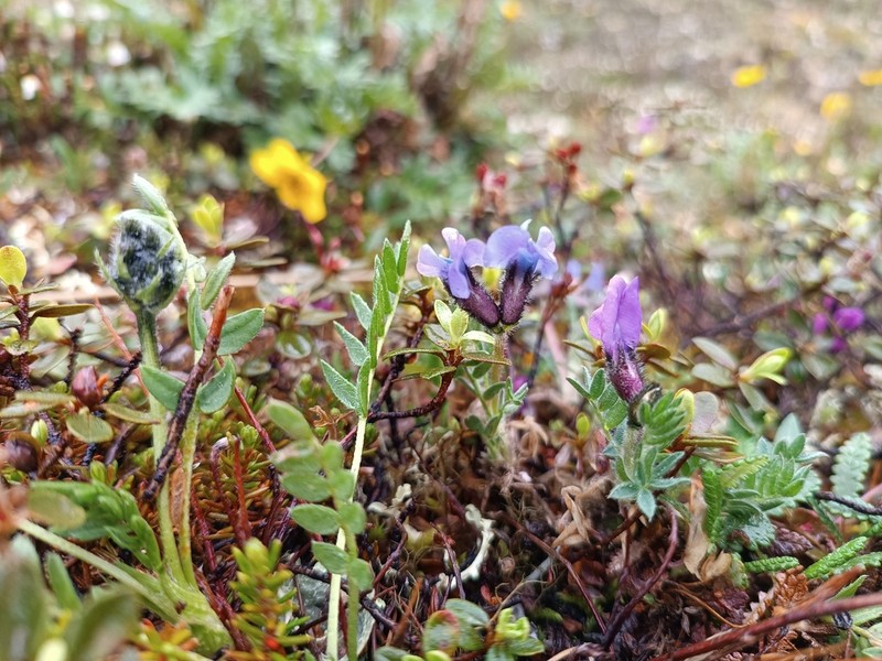 Chukotka Locoweed photo 6