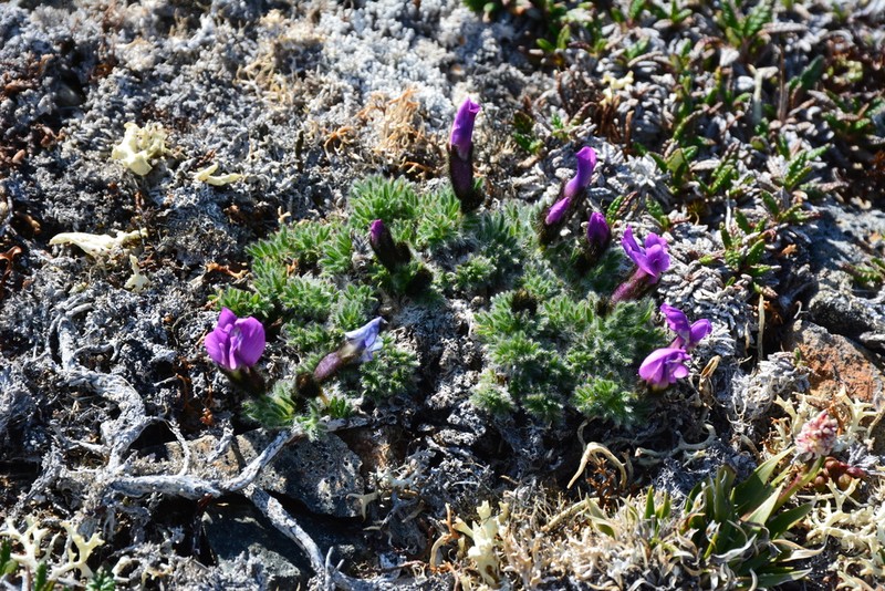 Chukotka Locoweed photo 7