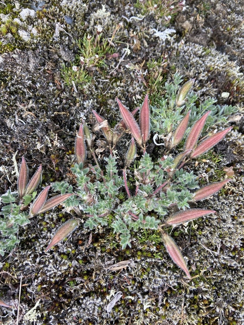 Chukotka Locoweed photo 8