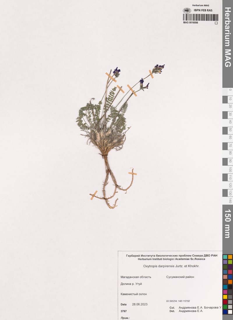 Oxytropis darpirensis