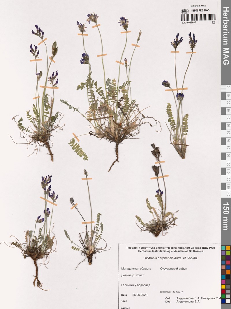 Oxytropis darpirensis photo 2