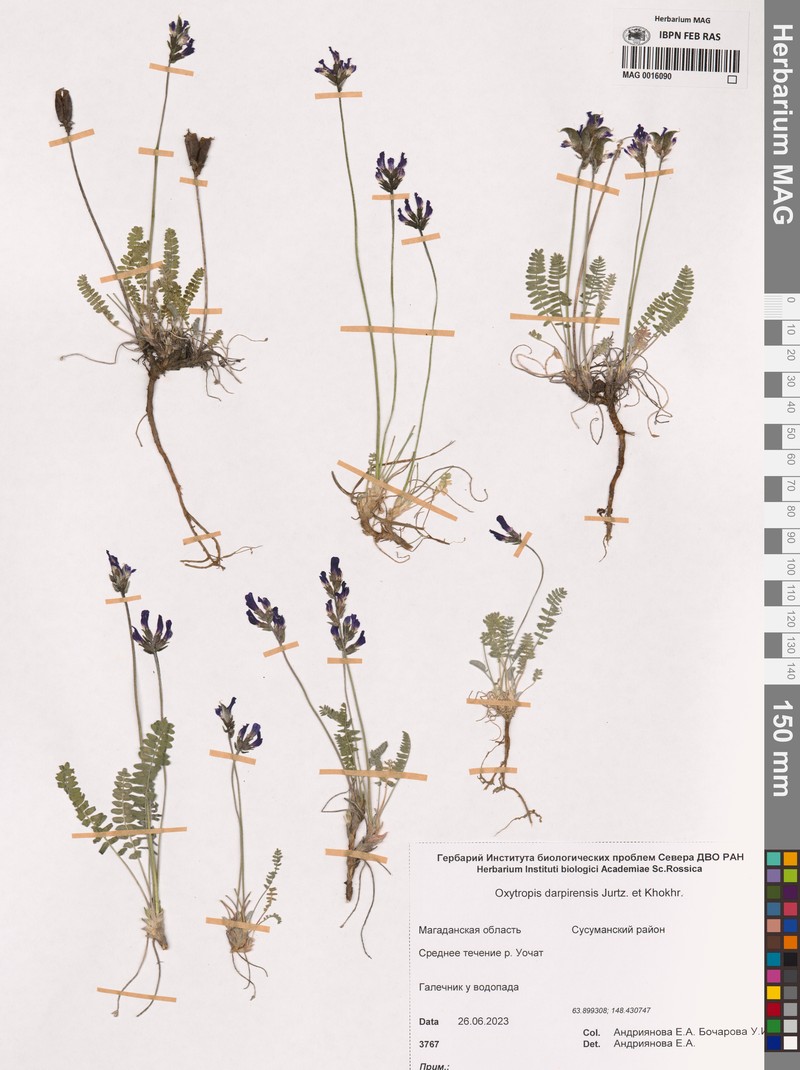 Oxytropis darpirensis photo 3