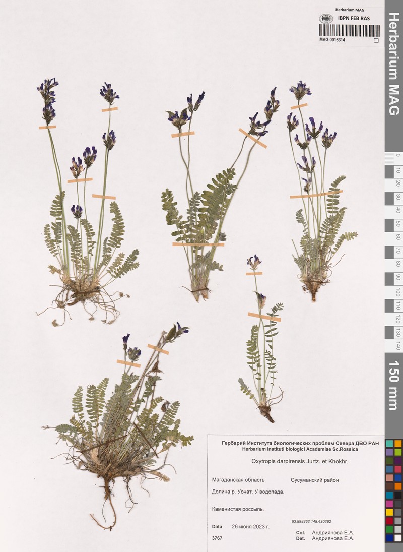 Oxytropis darpirensis photo 4