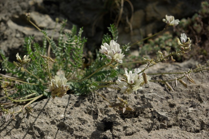 Oxytropis dasypoda