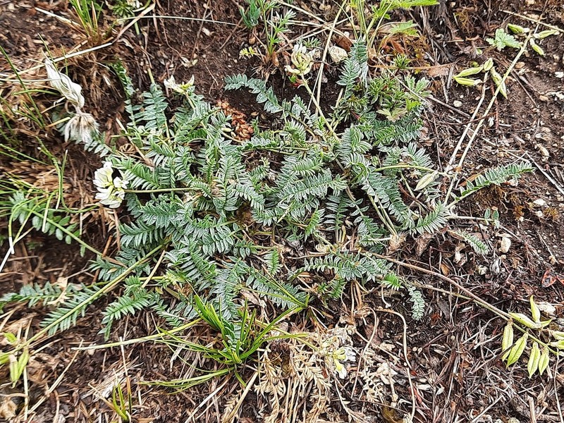 Oxytropis dasypoda photo 2