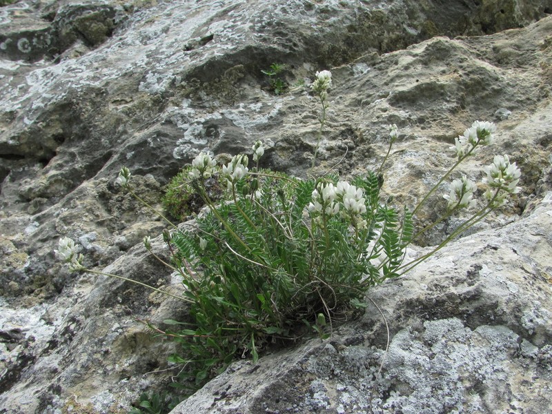 Oxytropis dasypoda photo 3