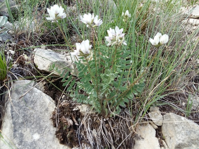 Oxytropis dasypoda photo 4