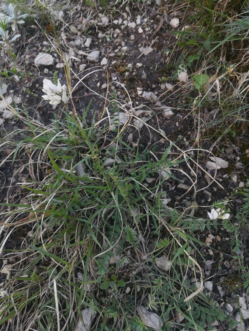 Oxytropis dasypoda photo 5