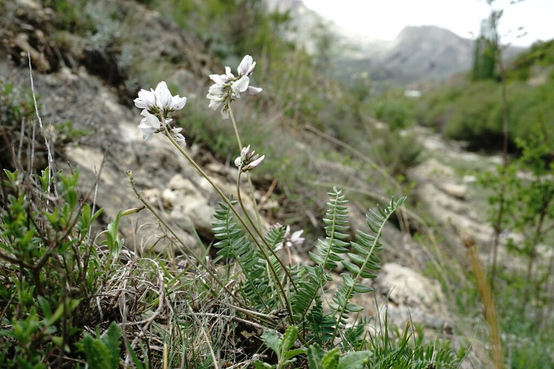 Oxytropis dasypoda photo 6