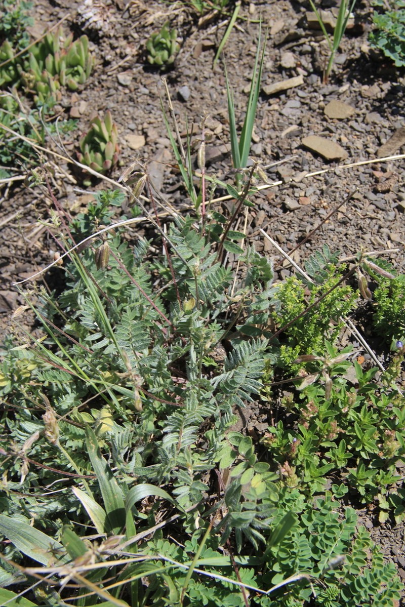 Oxytropis dasypoda photo 7