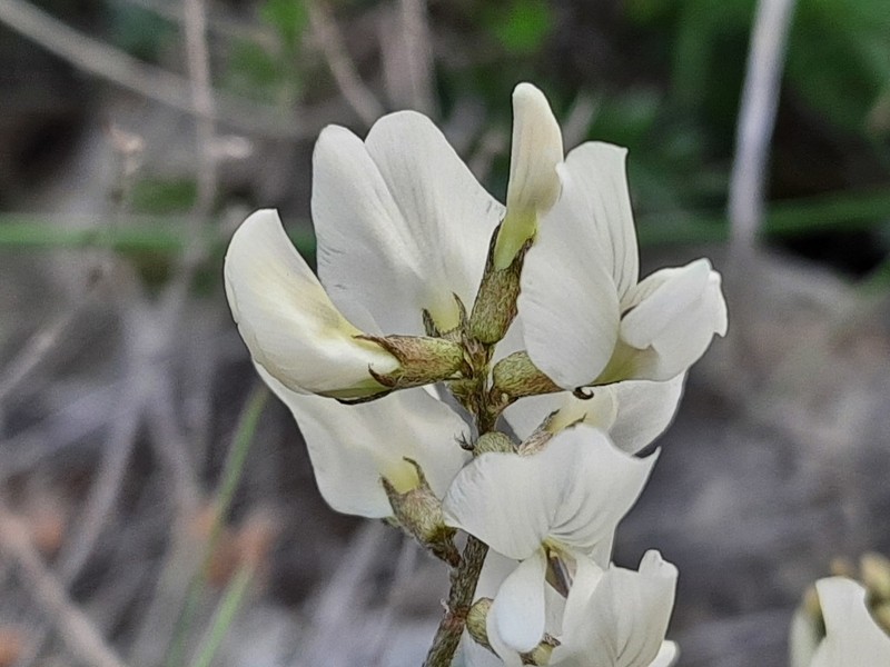 Oxytropis dasypoda photo 8