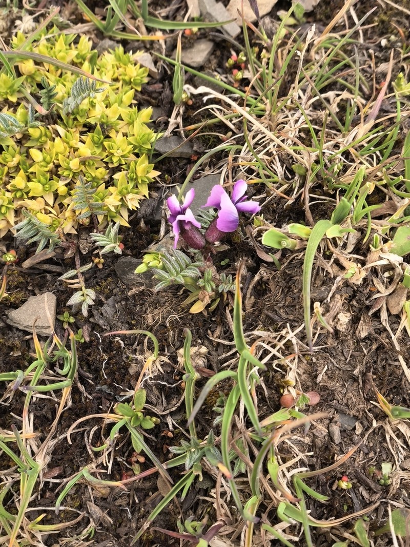 Oxytropis datongensis