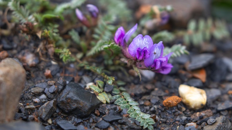 Oxytropis datongensis photo 2