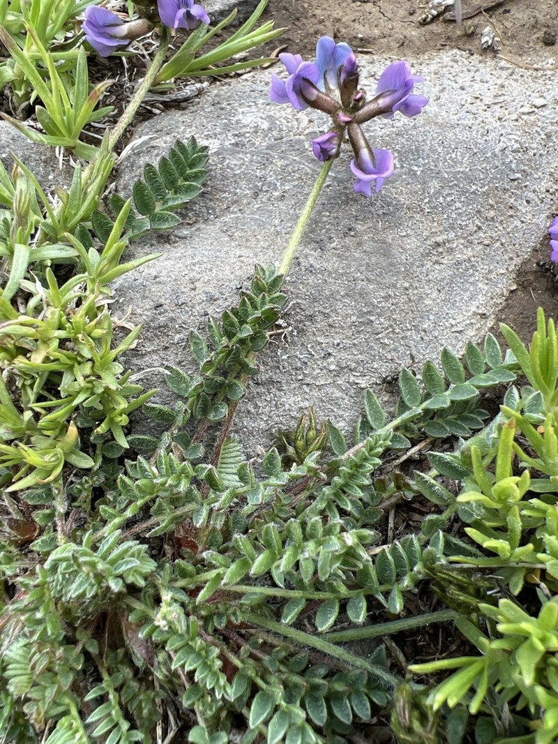 Nodding Locoweed