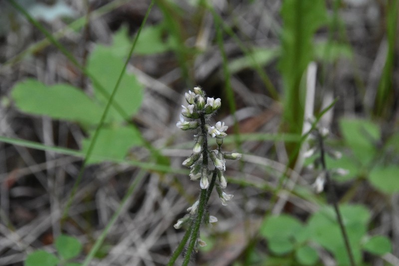 Nodding Locoweed photo 2