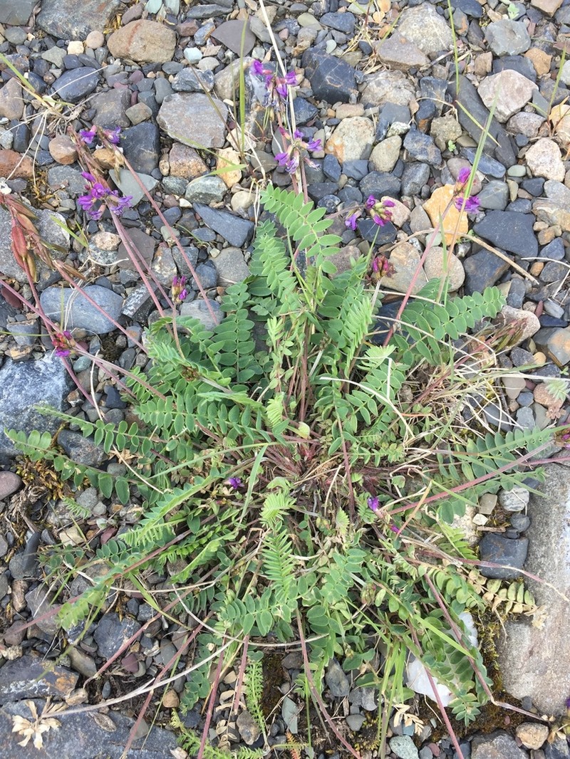 Nodding Locoweed photo 3