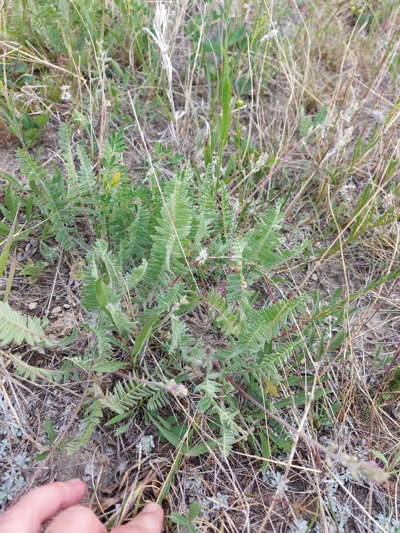 Nodding Locoweed photo 4
