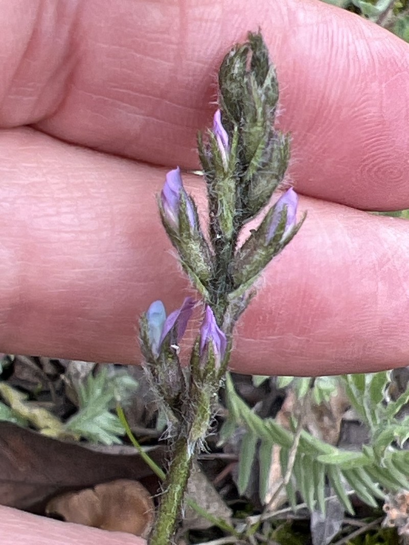 Nodding Locoweed photo 5