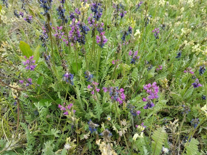 Nodding Locoweed photo 6