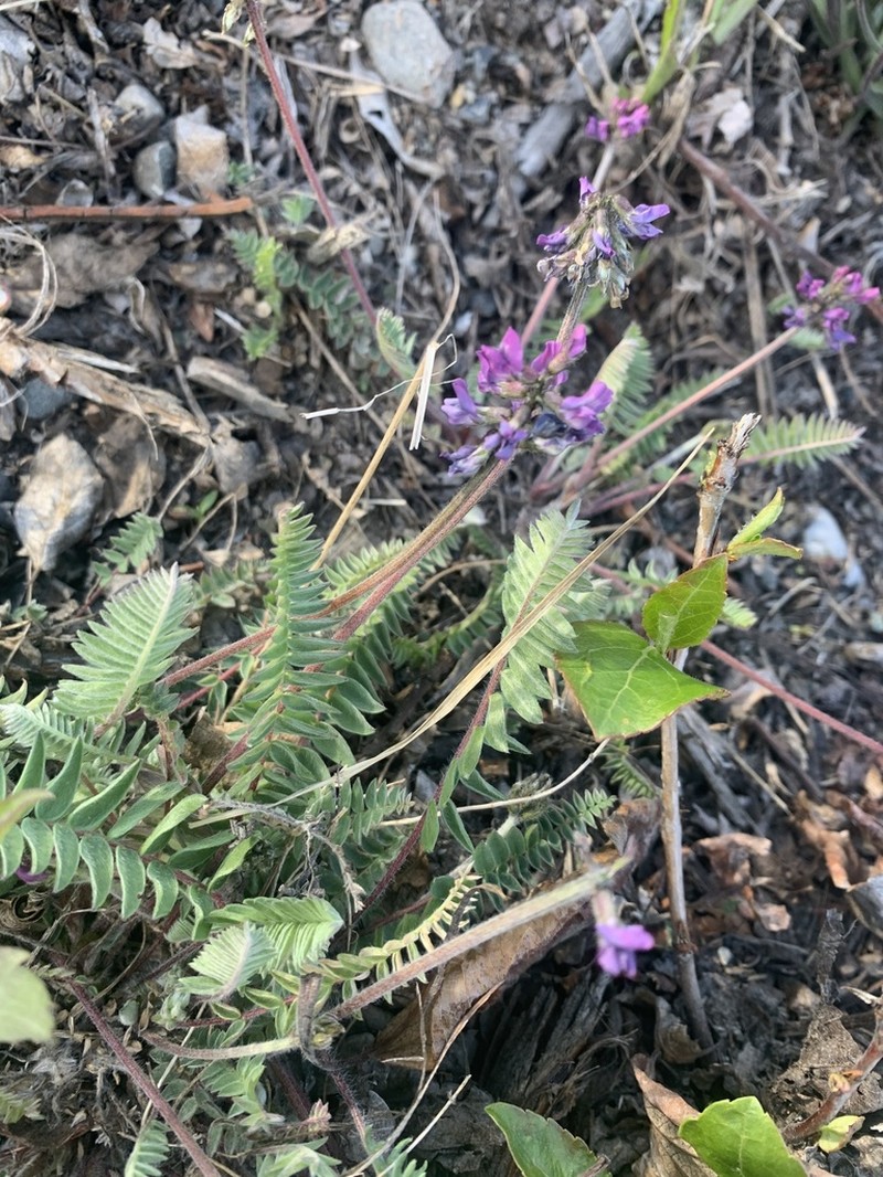 Nodding Locoweed photo 7