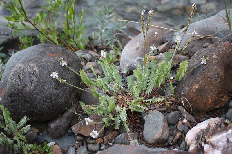 Nodding Locoweed photo 8