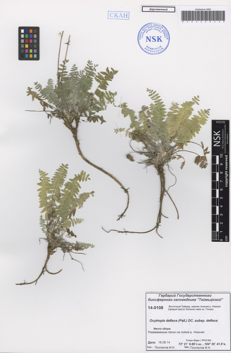 Oxytropis deflexa subsp. deflexa