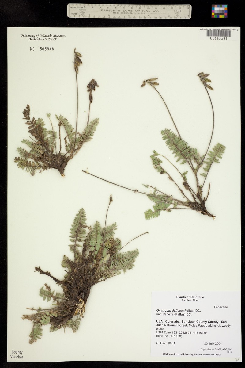 Oxytropis deflexa subsp. deflexa photo 2