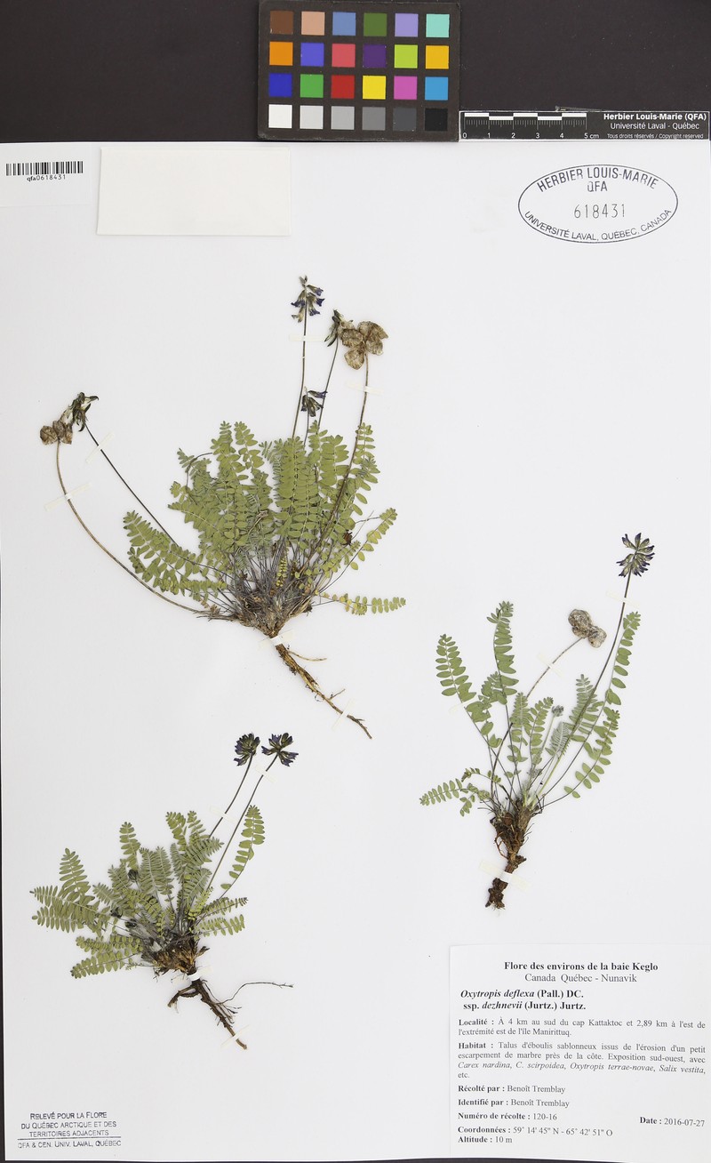 Oxytropis deflexa subsp. dezhnevii
