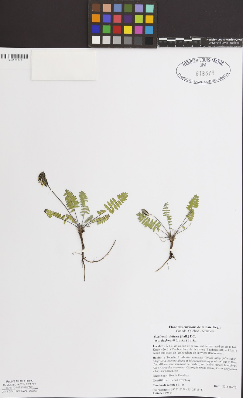 Oxytropis deflexa subsp. dezhnevii photo 2