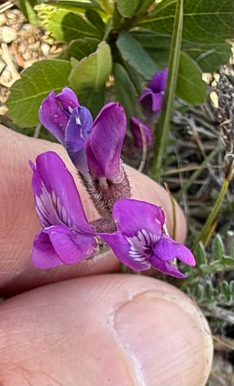 Oxytropis deflexa var. foliolosa