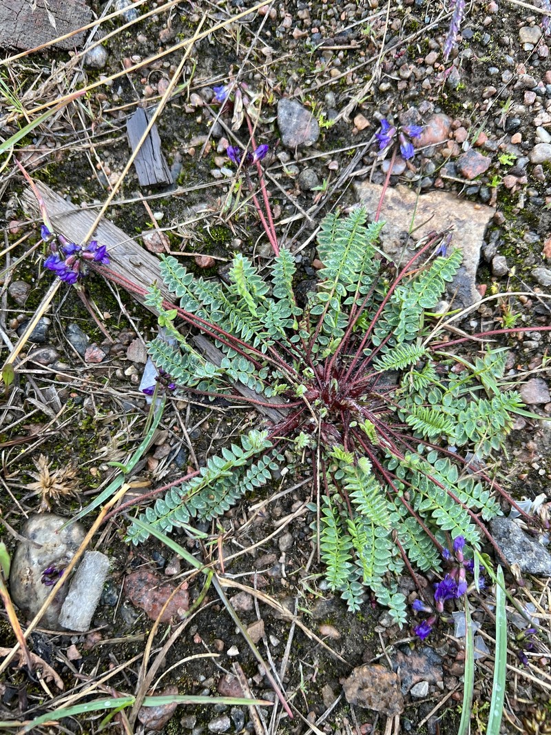 Oxytropis deflexa var. foliolosa photo 2
