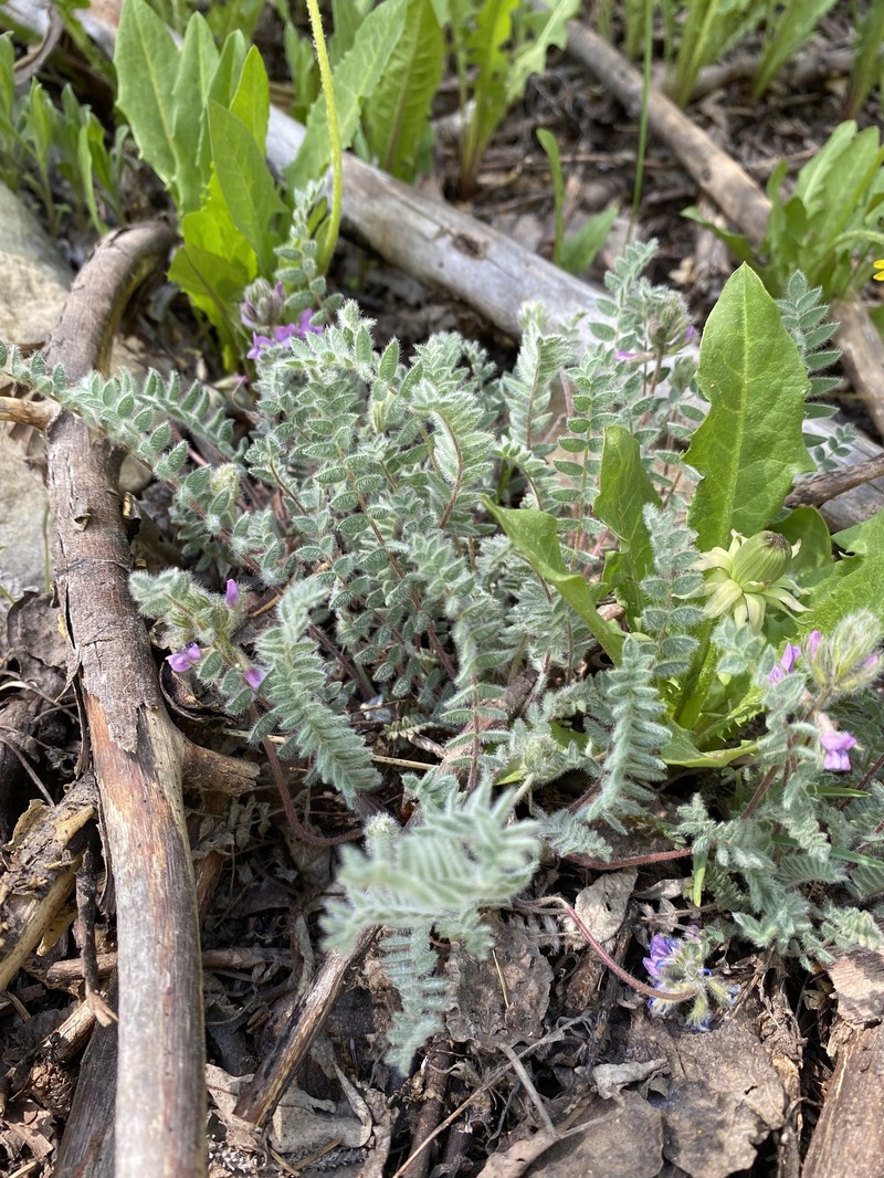 Oxytropis deflexa var. foliolosa photo 4