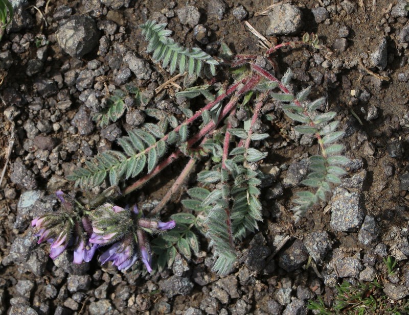 Oxytropis deflexa var. foliolosa photo 5