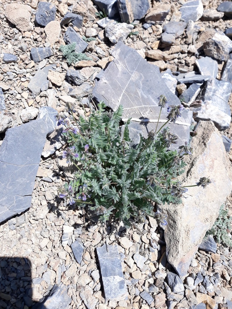 Oxytropis deflexa var. foliolosa photo 6
