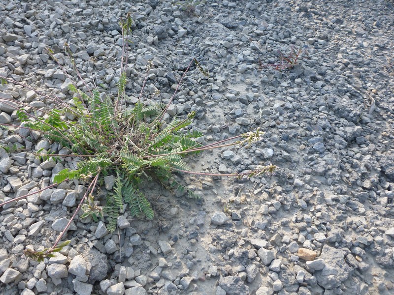 Oxytropis deflexa var. foliolosa photo 7